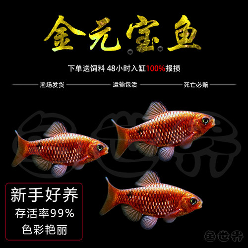 金元宝鱼热带鱼淡水招财