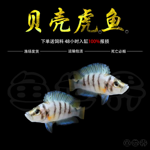 贝壳虎鱼活体非洲三湖慈鲷鱼苗观赏坦鲷卷贝喷点纹淡水热带鱼活体