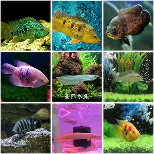 大型鱼混养发财鹦鹉银龙财神黑白地图皇冠三间蓝鲨热带观赏鱼活体