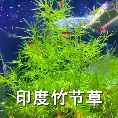 竹节草水草印度小竹节植物水族箱鱼缸造景蜈蚣草绿菊水兰活体真草