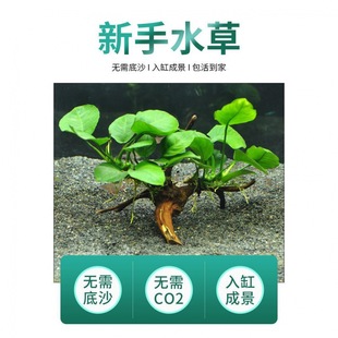 水榕水草植物鱼缸造景阴性淡水懒人活体大叶榕黄金迷你榕沉木真草