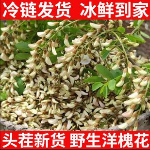 2026年新鲜洋槐花现摘野生头茬槐花花骨朵野菜【4月初 冷链发货】