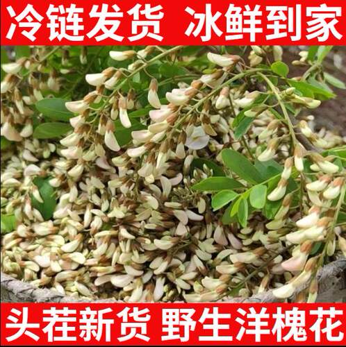 2026年新鲜洋槐花现摘野生头茬槐花花骨朵野菜【4月初 冷链发货】