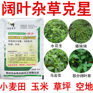 氯氟吡氧乙酸田旋花牵牛花鸭跖草兰花草阔叶杂草小麦田草坪除草剂