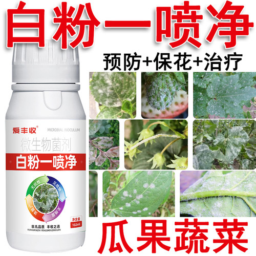 白粉病西瓜白粉病黄瓜番茄果树草莓白粉病辣椒叶菜水果白粉一喷净
