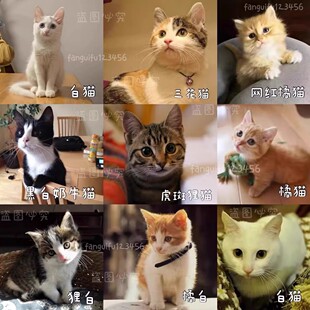 狸猫橘猫中华田园猫活体家养黑猫白猫奶牛猫幼猫三花猫包邮小猫咪