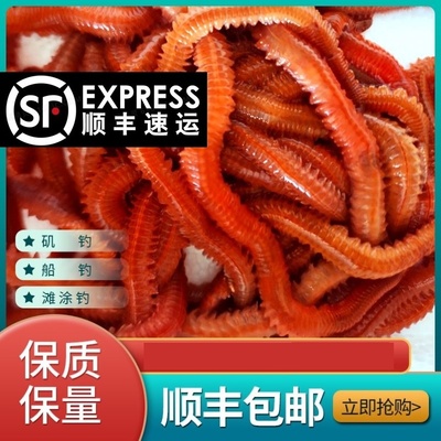 沙蚕活饵包邮海钓饵鲜活沙蚕海虫海蜈蚣海蚯蚓活饵海蚂蝗顺丰包邮