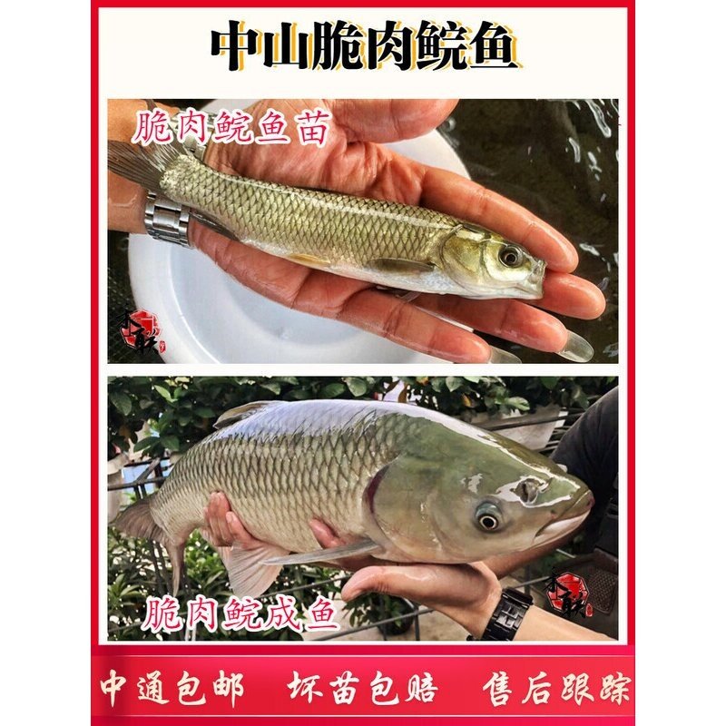 中山脆肉鲩鱼草鲩鱼草鱼苗螺丝青鱼苗鱼塘养殖淡水鱼四大家鱼鲜活