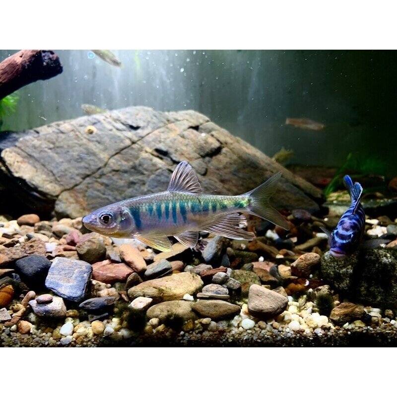 长鳍鱲异鱲群游鱼原生态淡水鱼马口好养耐养不加温溪流冷水观赏鱼,宠物/宠物食品及用品,鱼,淘宝优惠券,粉丝福利购,淘宝优惠卷