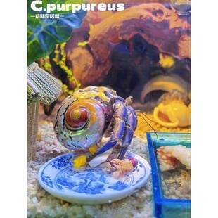 网红寄居蟹陆生易养紫陆草莓西伯厄瓜里拉爬宠观赏蟹宠物包邮包活