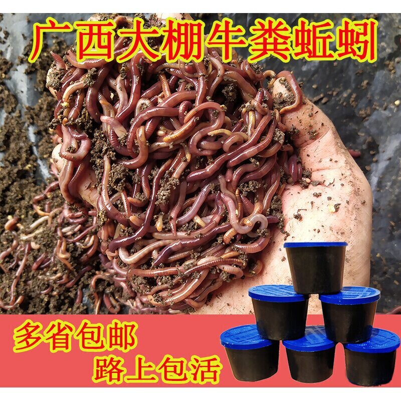 蚯蚓活饵鲜活大号盒装牛粪红蚯蚓台钓饵