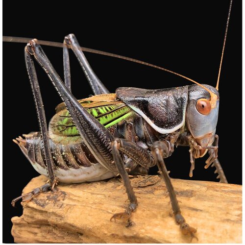 郝建伟蝈蝈直播间 蝈蝈活 鸣虫新脱大铁皮山青翠绿蝈蝈野生竹蛉