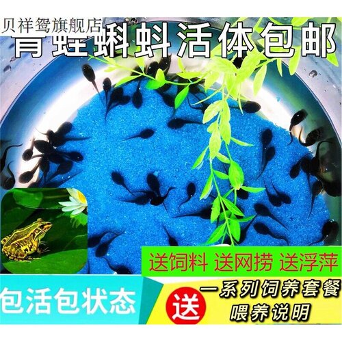小蝌蚪青蛙牛蛙儿童观察宠物活体幼苗蛙苗送饲料包活水族观赏