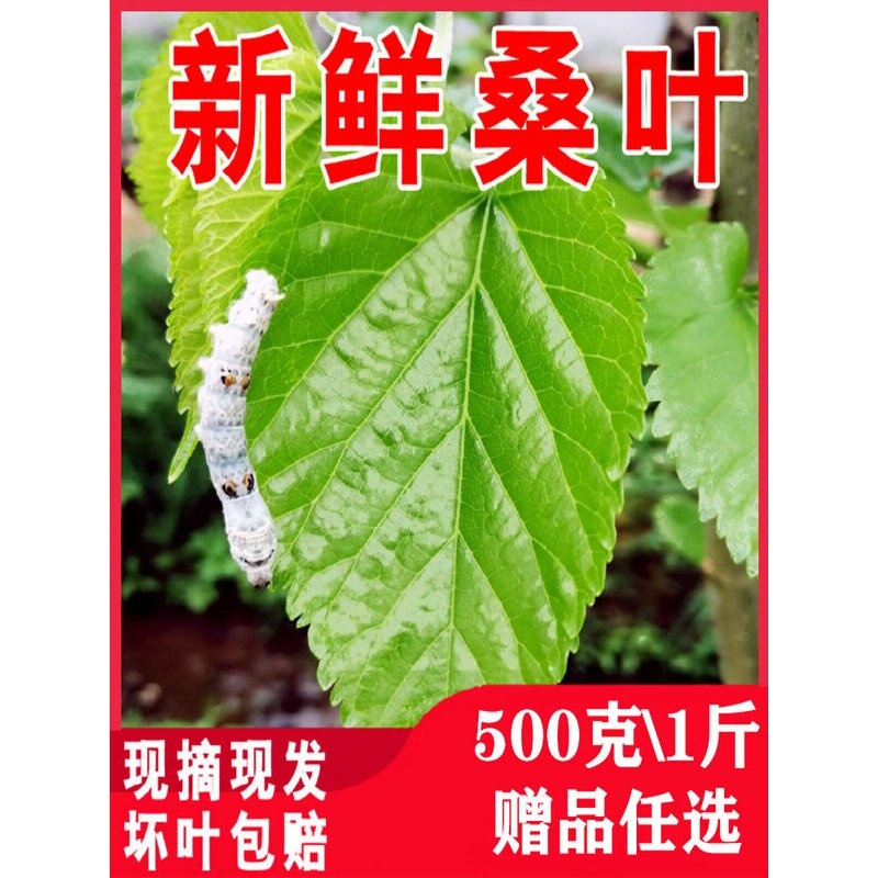 新鲜桑叶养蚕嫩叶大叶鲜叶喂蚕宝宝鲜嫩500克现摘桑树叶蚕桑桑蚕