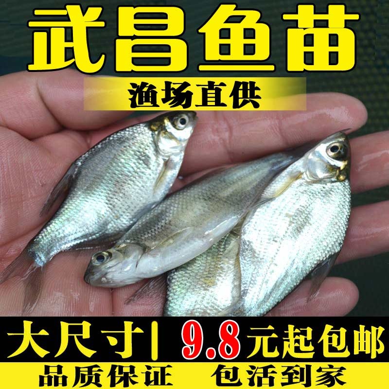 武昌鱼苗淡水养殖食用活体鱼塘冷水好养观赏鱼团头鲂扁鱼苗鳊鱼苗