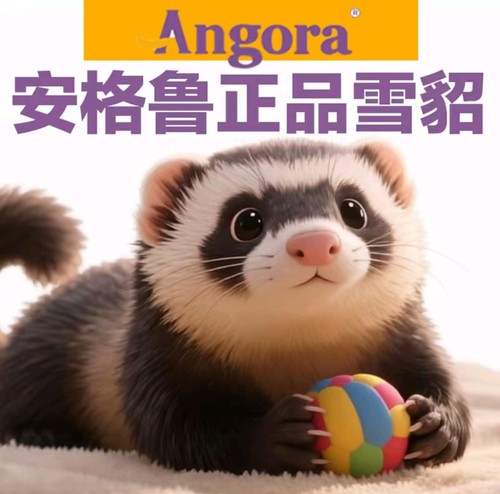 安格鲁雪貂网红宠物好养粘人五星推荐乖巧可爱养殖场一手灵魂伴侣
