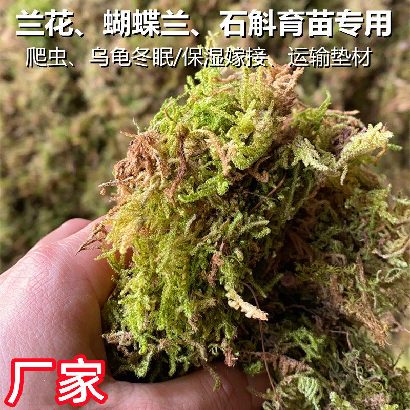 干苔藓原色青苔蝴蝶兰种植土绿植基质石斛育苗乌龟蛇冬眠垫材批发