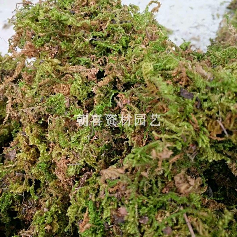 厂家批发干苔藓干水苔