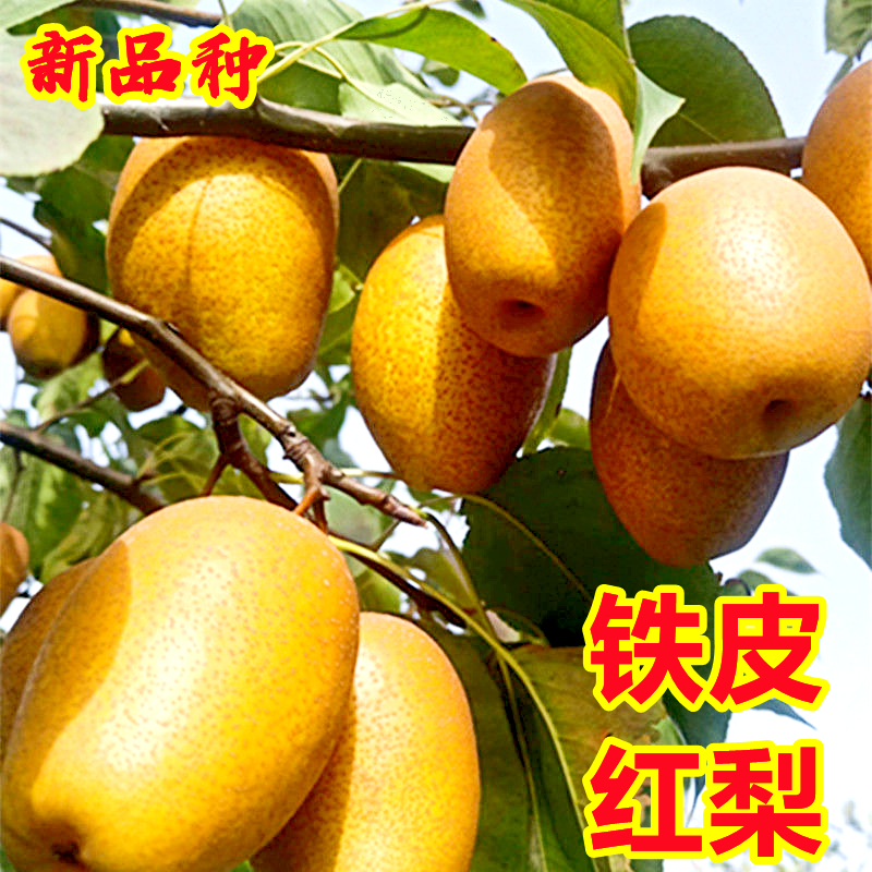 金珠果老品种红皮糖梨孕妇水果