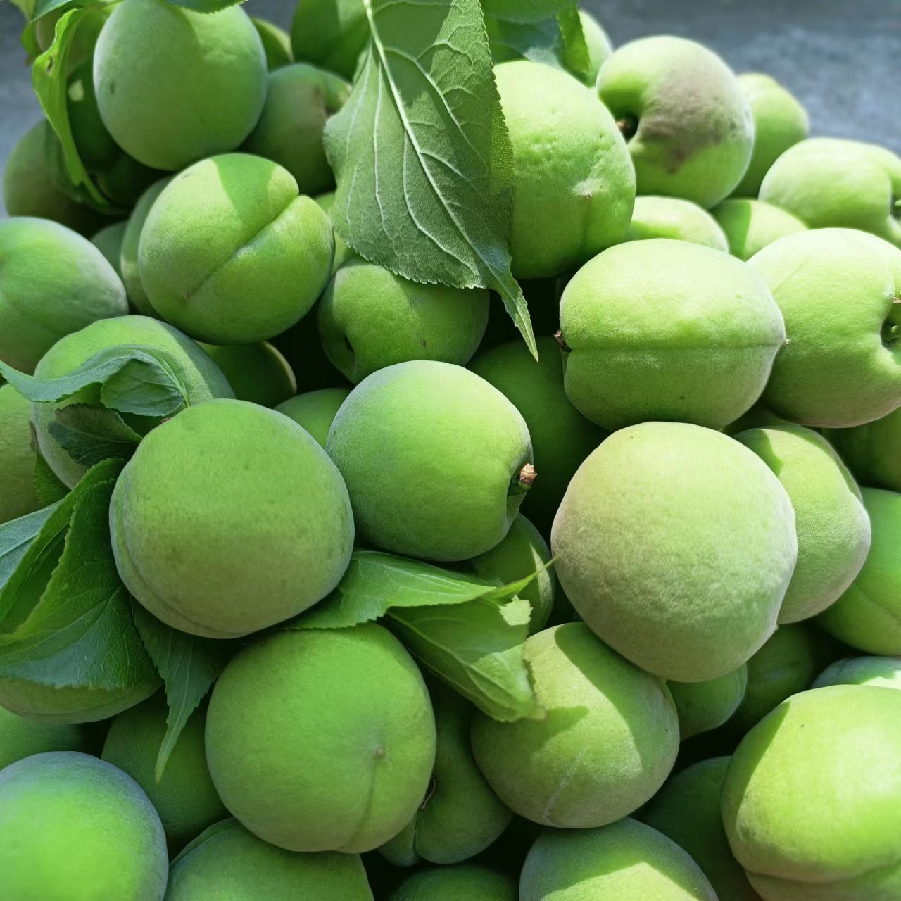 广东新鲜青梅果现摘鲜果野生酸梅子非诏安高山酸水果酵素泡酒专用
