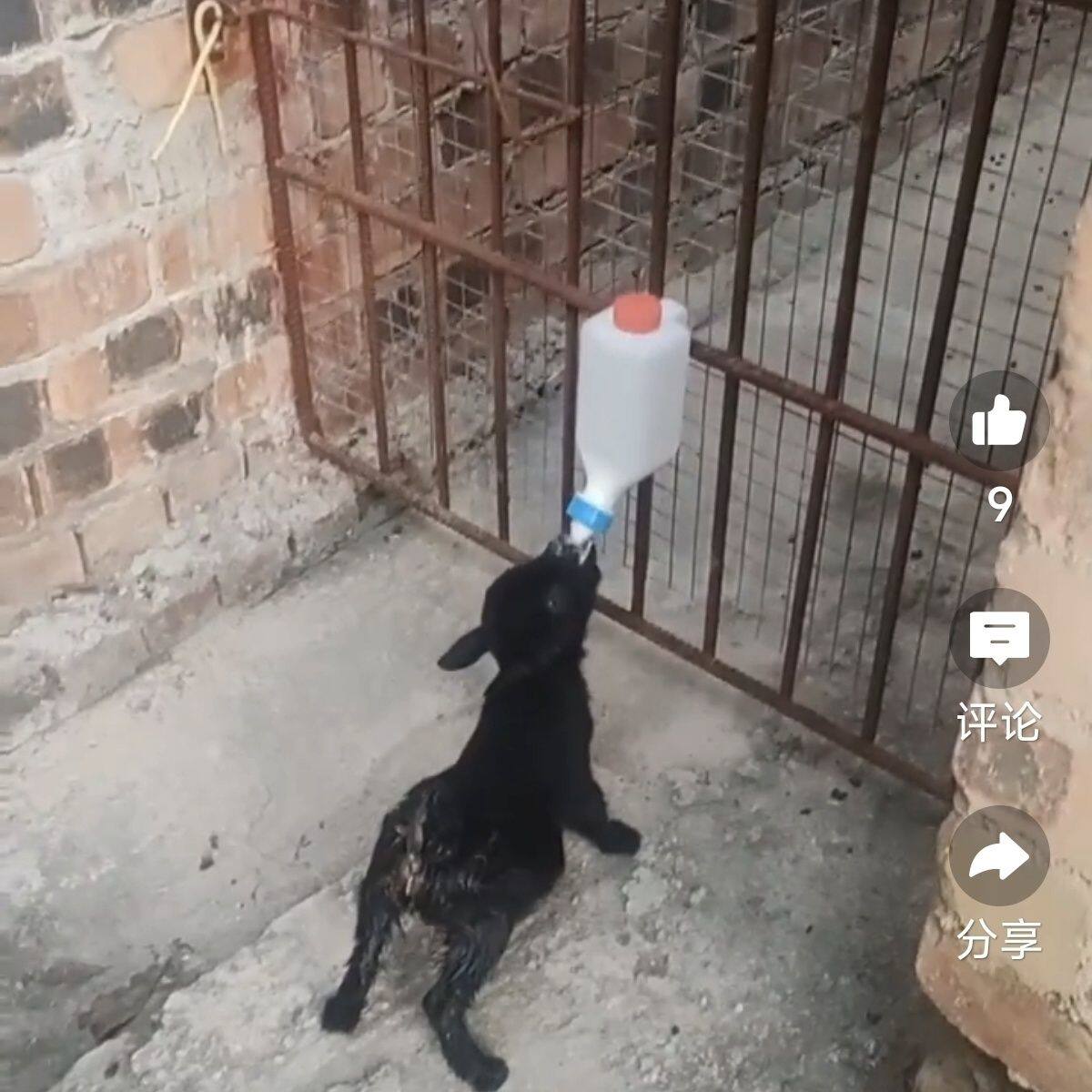 养殖羊羔专用奶瓶抗摔猪羊新式壁挂兽用800毫升带刻度羊奶壶喂奶