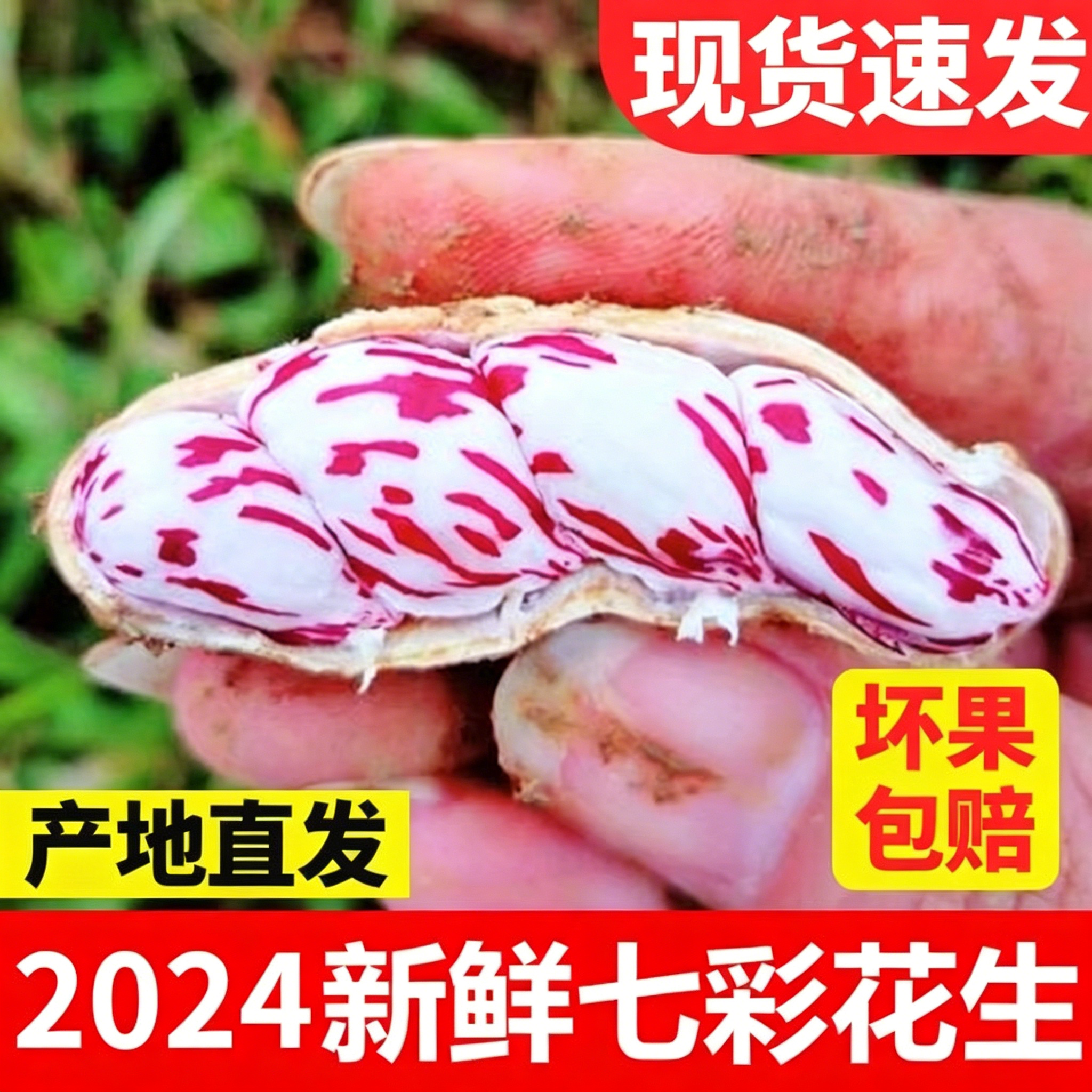 2025新鲜七彩花生现挖现发云南特产七彩花生黑花生新鲜湿花生