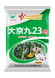 大京九23青贮玉米专用饲料饲草青储玉米种豫青贮23高杆玉米棒子