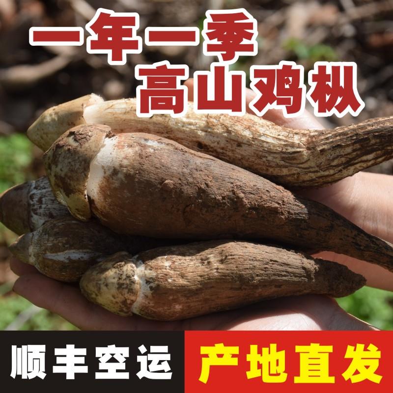 云南新鲜鸡枞菌1000g 大白鸡棕鸡纵云南蘑菇顺丰航空 鲜荔枝菌