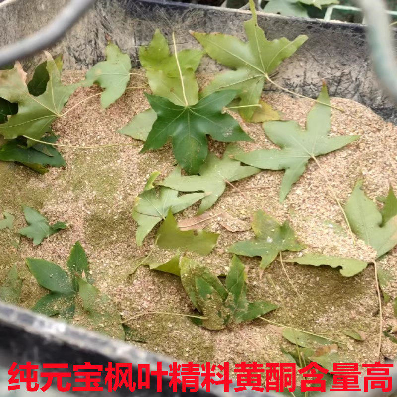 纯元宝枫叶鲜叶喂宠物鸡鸭鹅猪牛马羊家禽畜牧养殖饲料原料自制粮