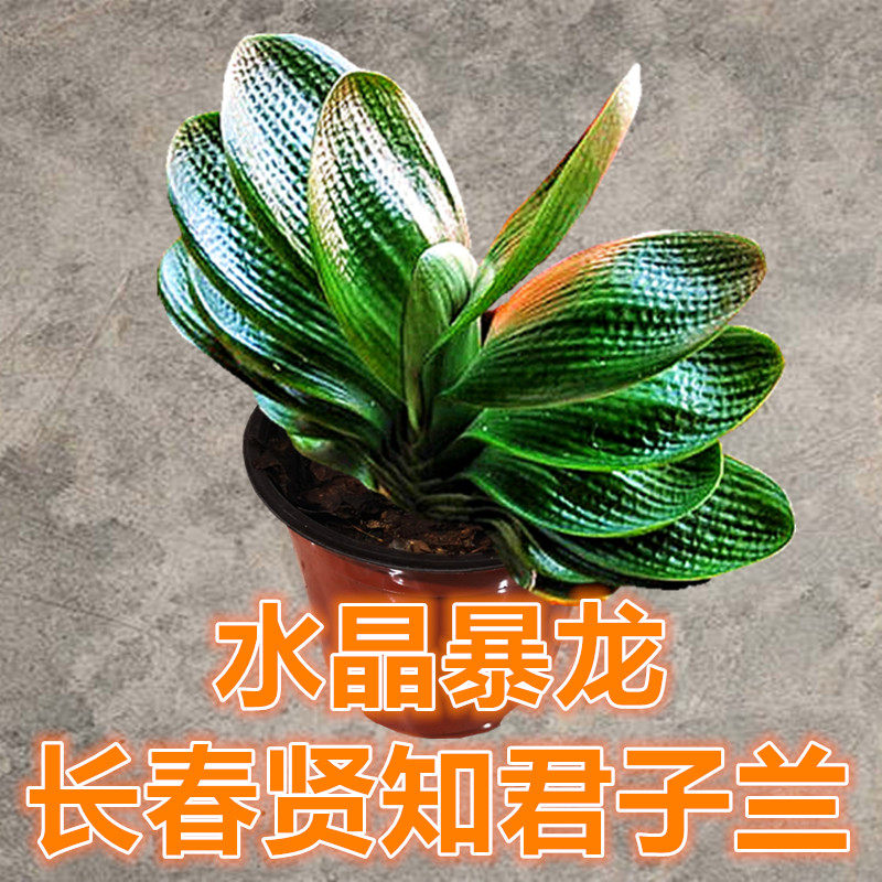 长春贤知名贵君子兰 水晶麒麟圆头宽叶小苗麻脸绿植珍珠盆栽短叶