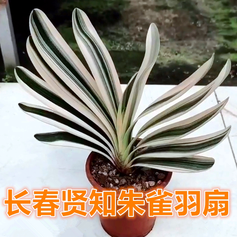 君子兰朱雀羽扇彩兰绿植国宝级