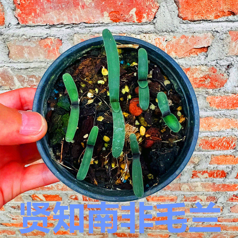 南非异花 红花毛兰 苹果尾 带线 绿植盆栽 君子兰 包邮新奇植物