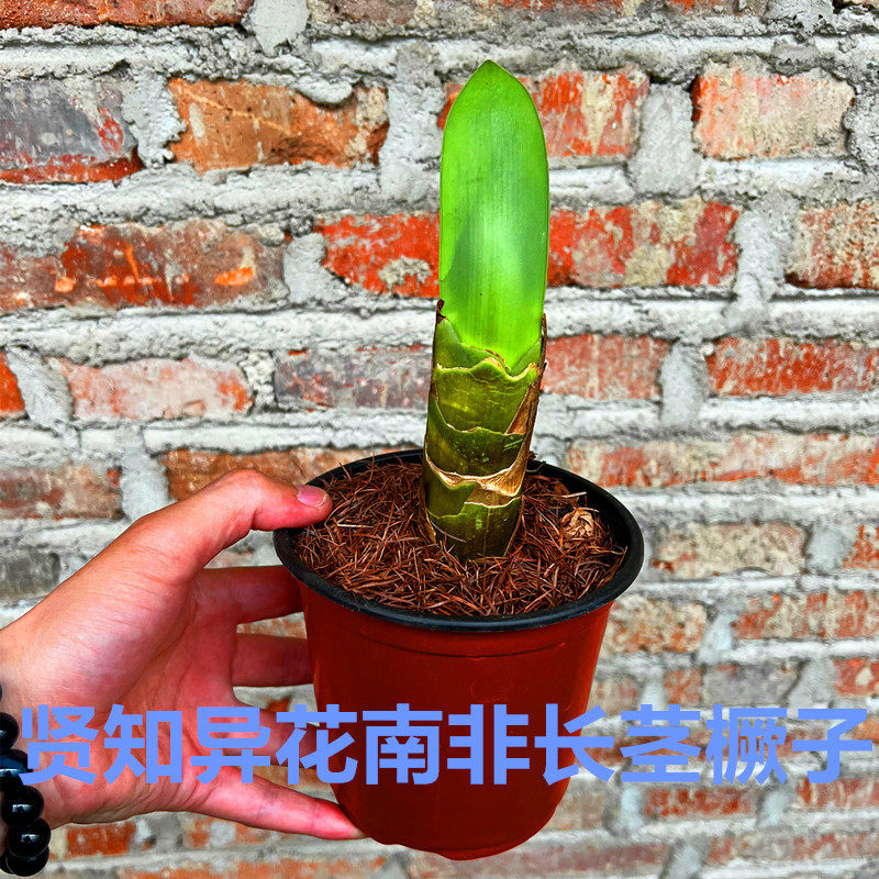 南非有茎 长茎 红花君子兰橛子 芽子绿植 盆栽 室内异花 新奇植物