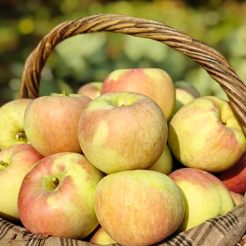 安徽砀山黄河故道当季现摘红富士苹果脆甜多汁新鲜水果丑苹果包邮