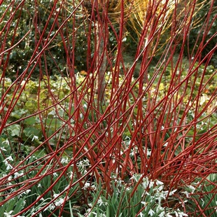 红瑞木 彩色苗木红瑞木苗庭院行道红马球绿化工程苗木