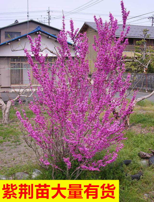 紫荆花树苗 四季 紫荆花苗 紫荆树苗 满条红紫金花树苗门前风景树