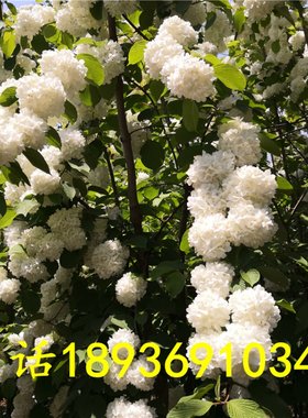 木本绣球树苗粉团绣球苗琼花树琼花绣球树苗八仙绣球花苗绣球树苗