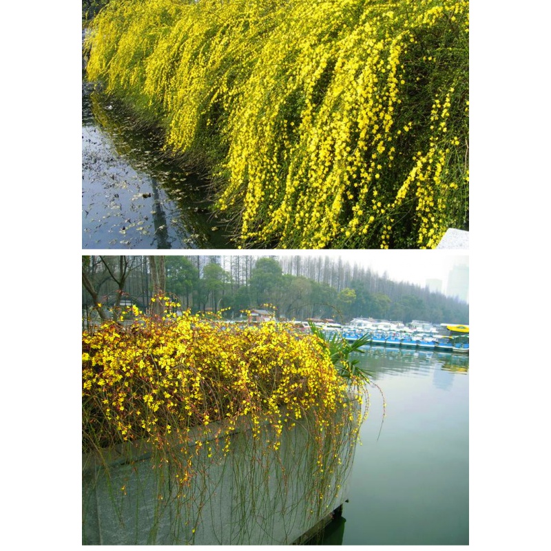 迎春花苗垂吊攀援花卉迎春花树苗庭院阳台盆栽地栽耐寒连翘黄素馨