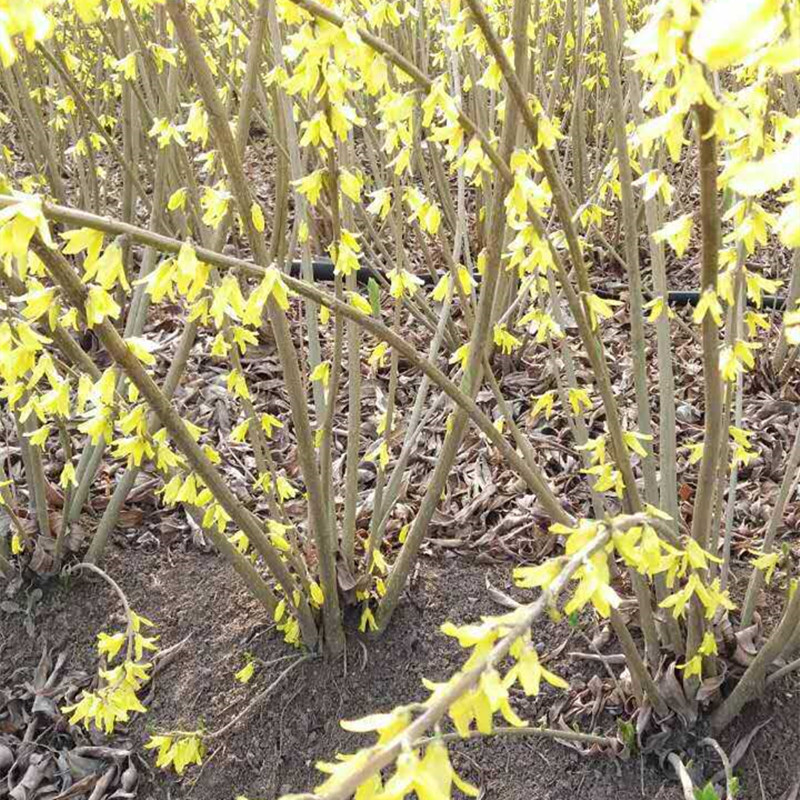 庭院绿化工程苗木连翘花树苗迎春花树苗黄花条金钟花黄老虎小苗