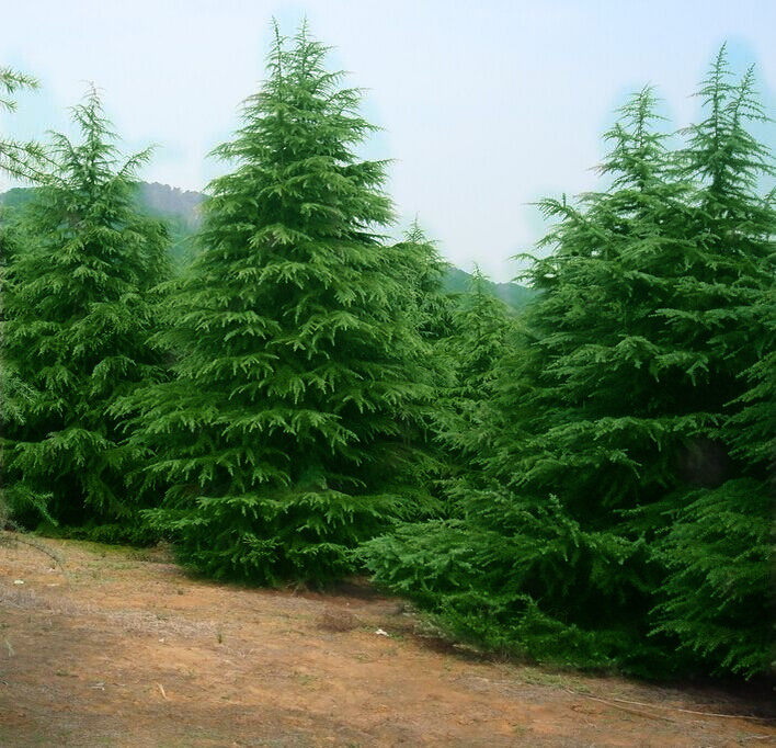 雪松苗庭院别墅绿化工程苗