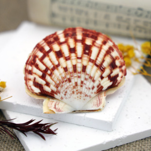 天然海螺贝壳海星油画扇贝双面创意DIY鱼缸造景装饰居家摆件