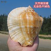 佛耳螺天然超大贝壳海螺耳朵螺工艺品居家装 饰品多肉花盆家居摆件