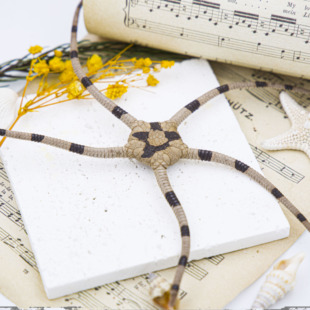 饰diy材料摆件 天然蛇尾海星自然风干标本标本螺鱼缸造景水族箱装