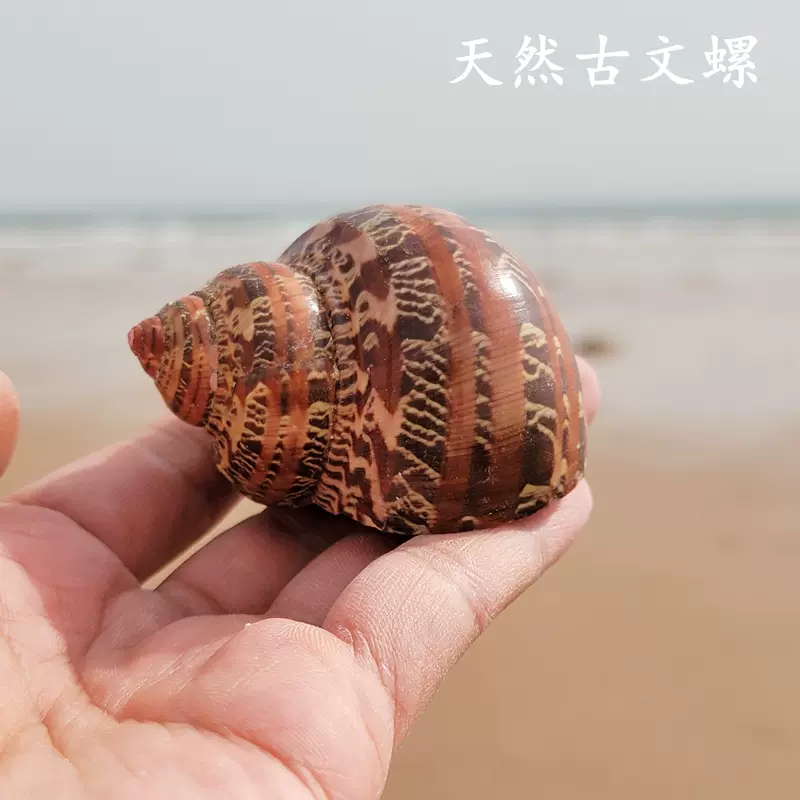 猫眼螺天然海螺贝壳牛油果螺寄居蟹替换壳鱼缸造景水族箱装饰摆件