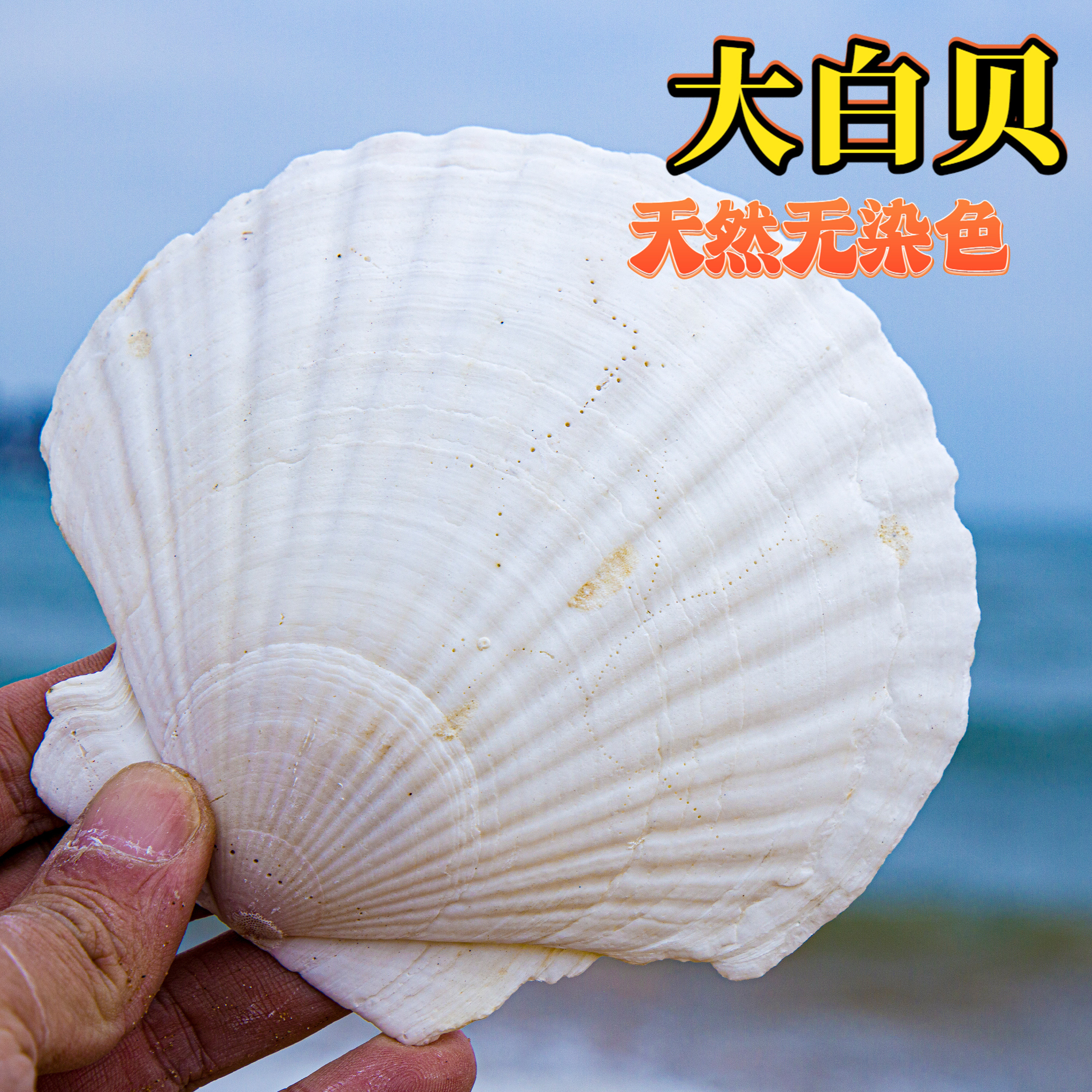 天然海螺贝壳白色白扇贝