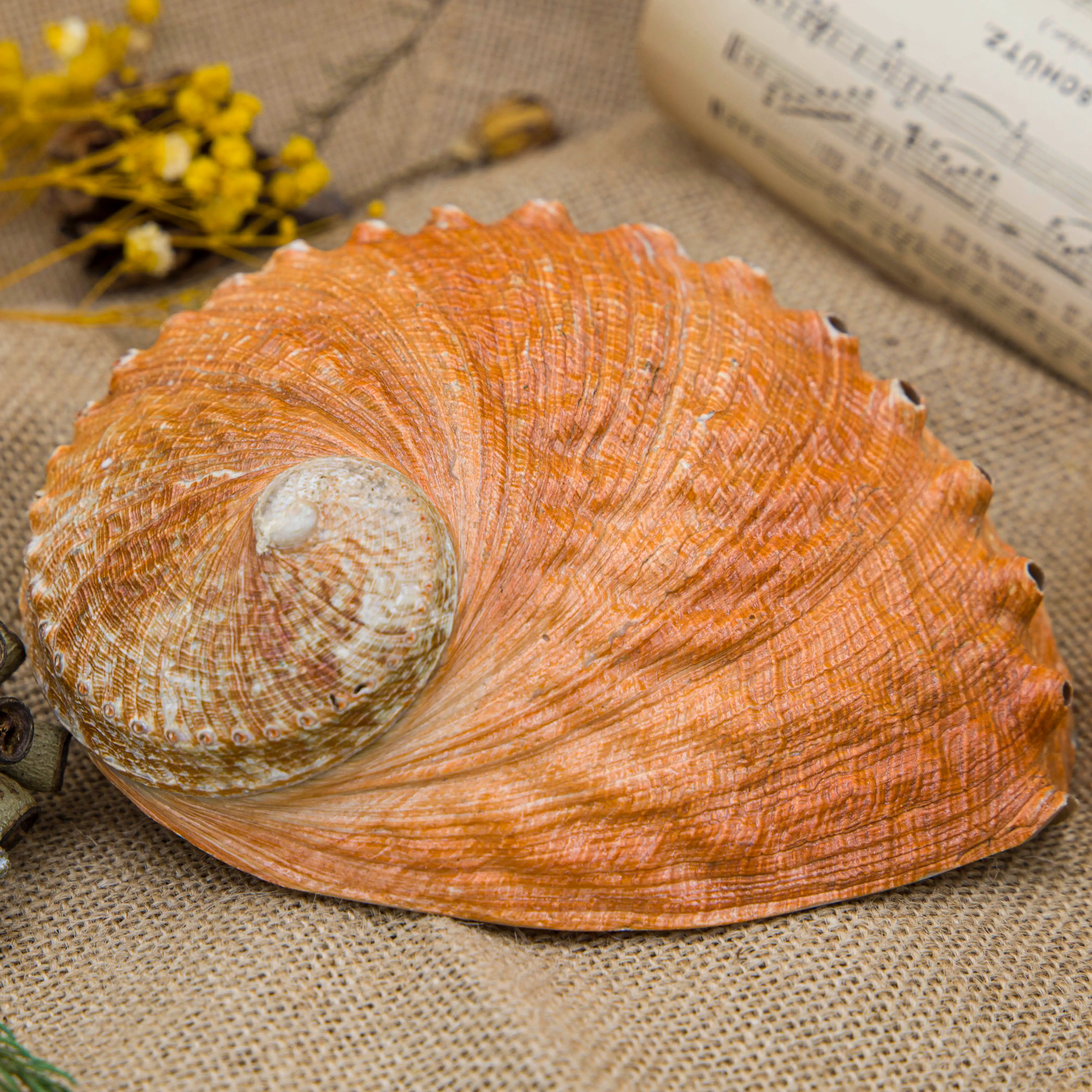 赤鲍壳家居收藏标本装饰鼠尾草