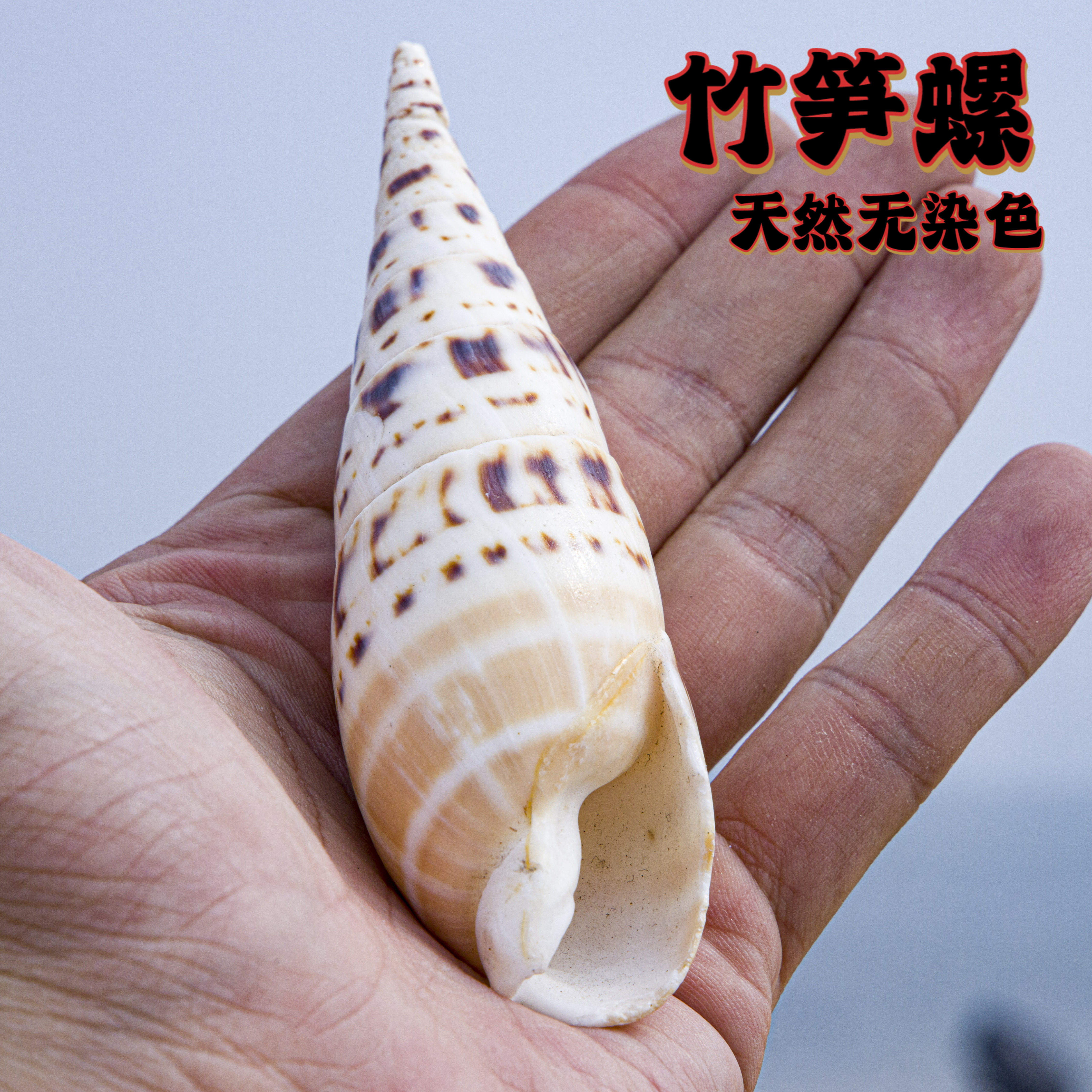 天然竹笋螺黄褐色海螺贝壳观赏装饰品招财风水摆件礼品