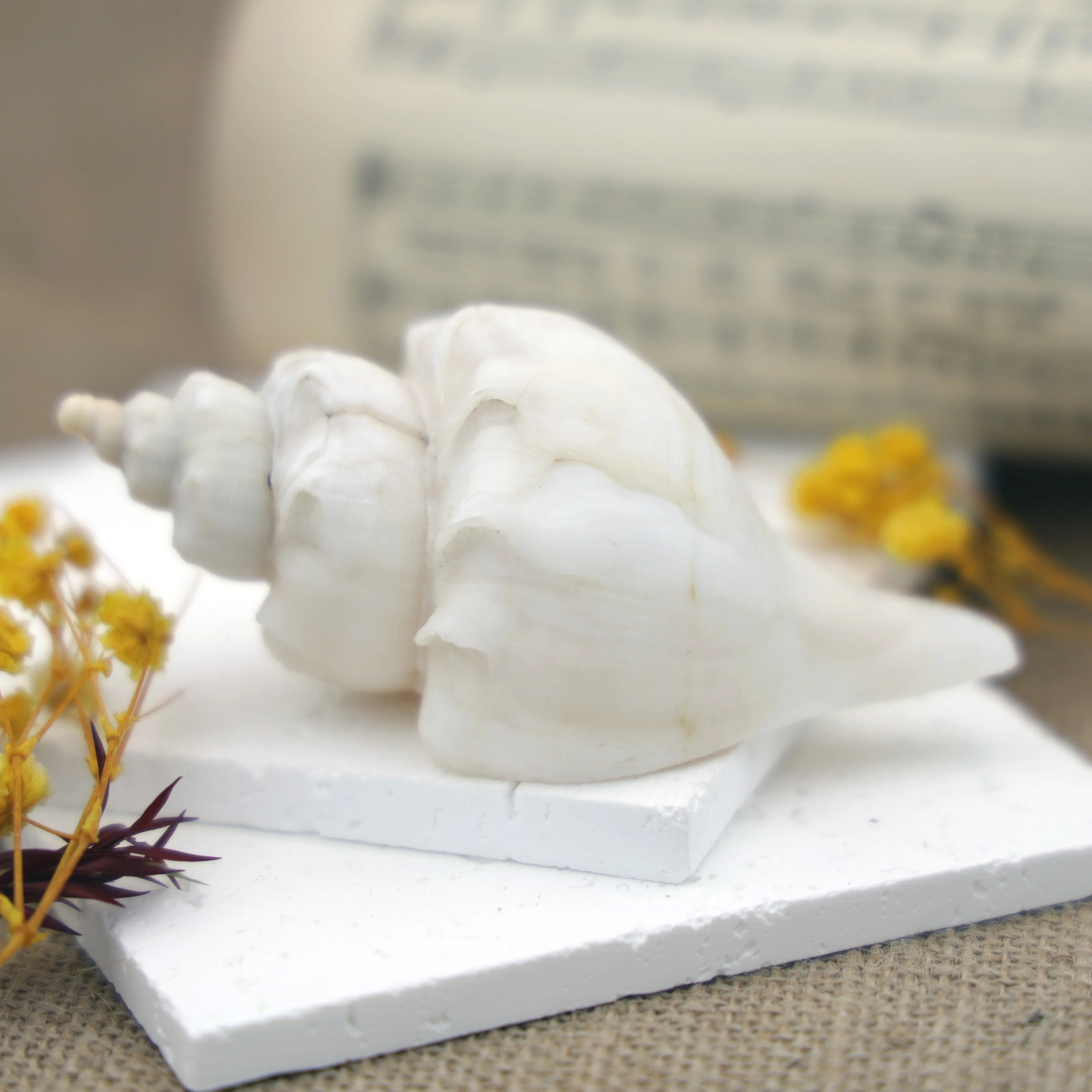 天然海螺贝壳风车旋螺玄关摆件