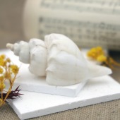 天然海螺贝壳风车旋螺玄关摆件精品创意女生男生日礼物鱼缸造景