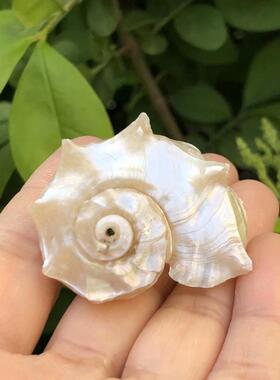 天然贝壳海螺荧光海马粉色鱼缸水族装饰品摆件螺白色寄居蟹替换壳